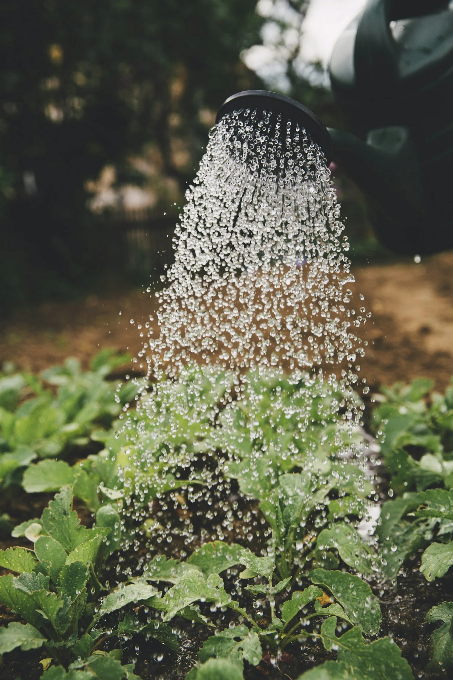 Gemüsegarten wird mit reinem Wasser gegossen, gesunde Ernährung mit Eco Stolz